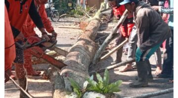 Pohon Tumbang Timpa Warung di Makam Habib Ali Gunung Gumitir, BPBD Jember Lakukan Penanganan Cepat