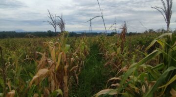 Sempat Dikunjungi Wapres dan Kapolri, Lahan Jagung di Desa Bantar Panjang Tigaraksa Terancam Gagal Panen