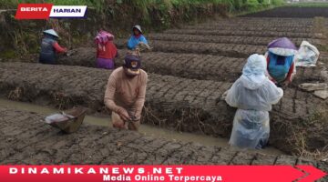 Sosok Petani Ulet Desa Pagejugan Warudin dan Jaronah, Menuai Hasil dari Tanah Yang Subur