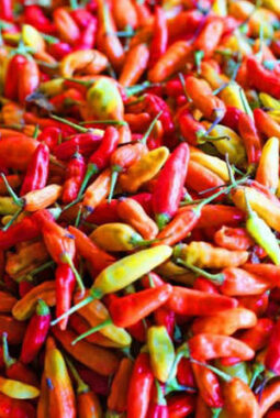 berita-rekomendasi-foto