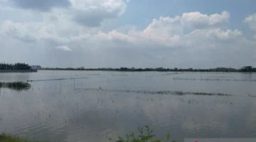 671 hektare sawah di Kabupaten Demak terdampak banjir