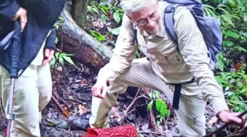 Dua Individu Bunga Rafflesia Mekar di Hutan Palupuh Agam
