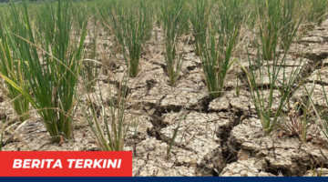 Kekeringan Brebes Makin Meluas, Petani Terancam Gagal Panen Akibat Kemarau Panjang